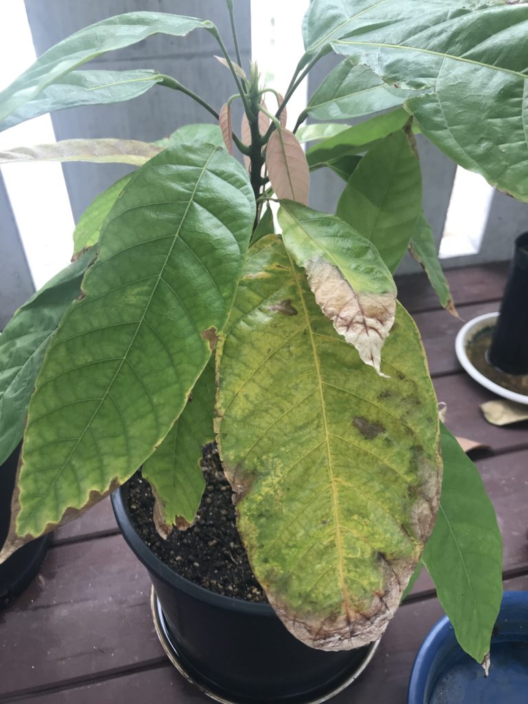 葉の異変 ベランダでカカオを育ててみた Cacaonote